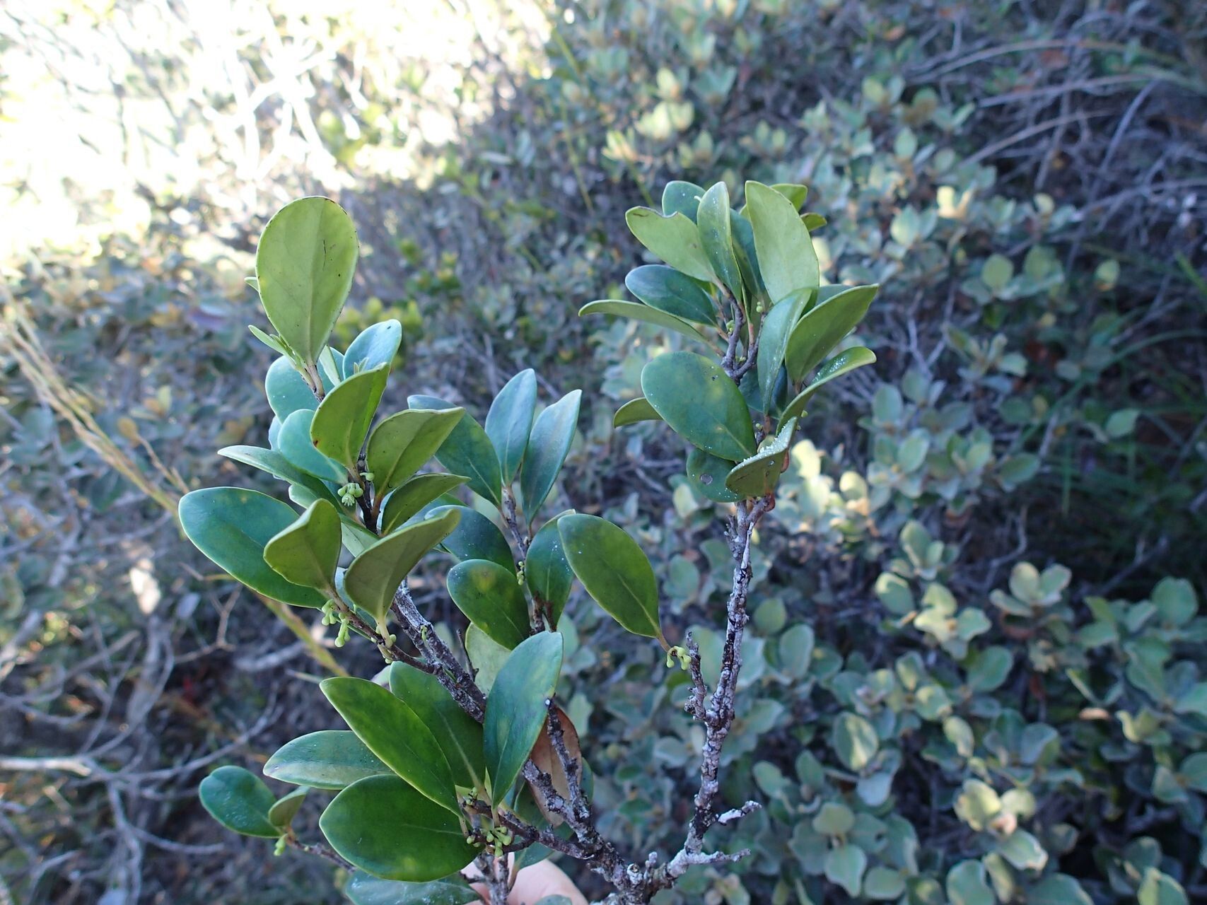 Xylosma serpentina habit
