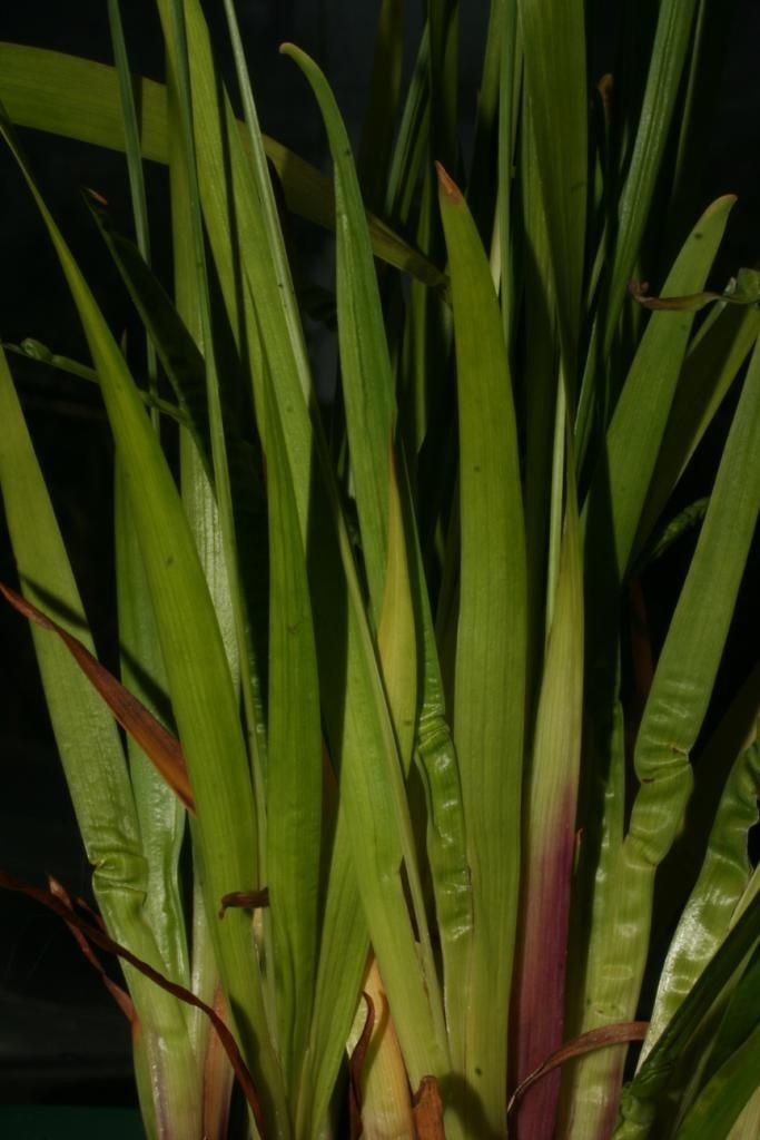 Xyris tennesseensis — search result for 'Xyris'