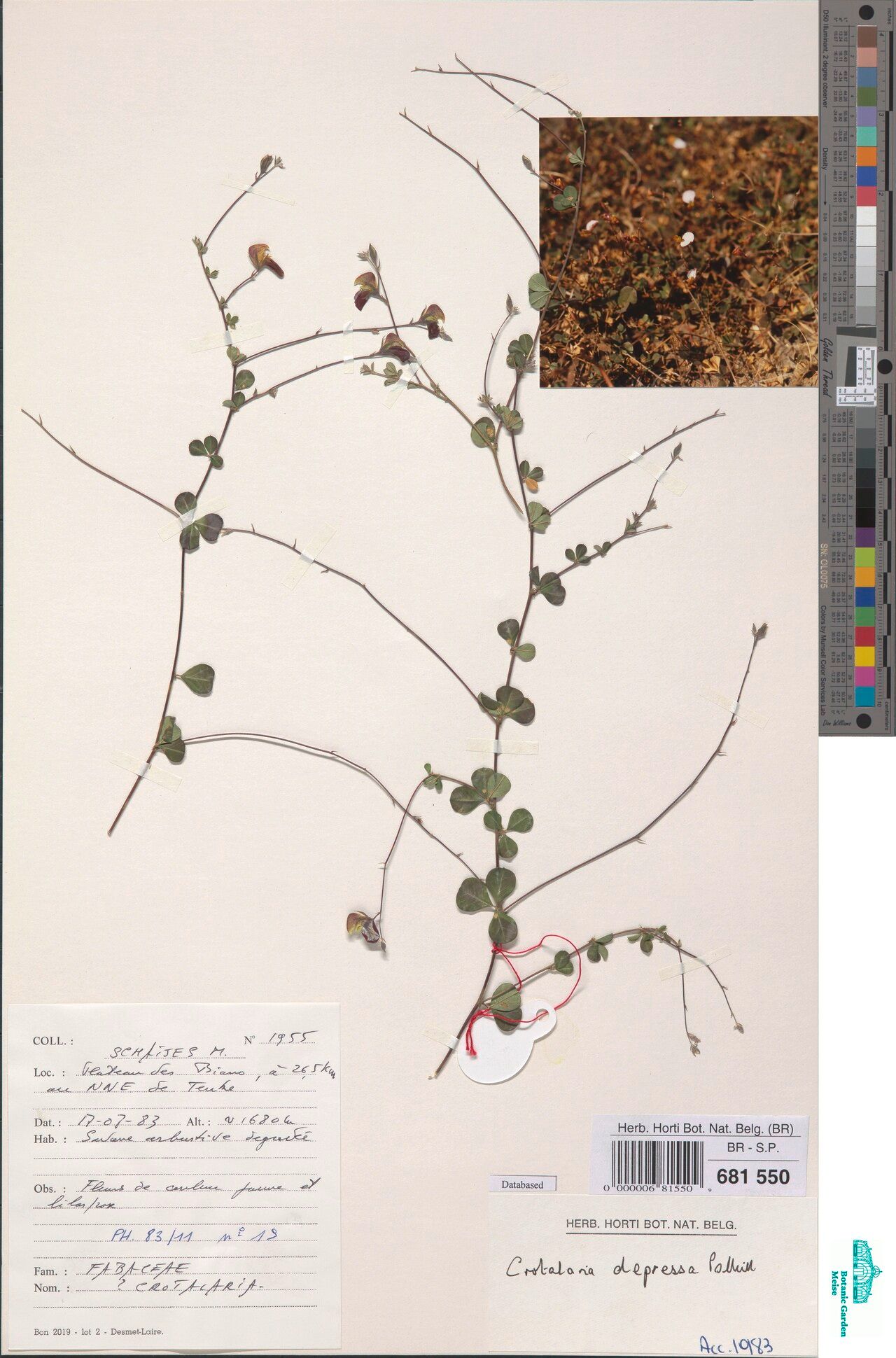 Crotalaria depressa — houseplant care guide