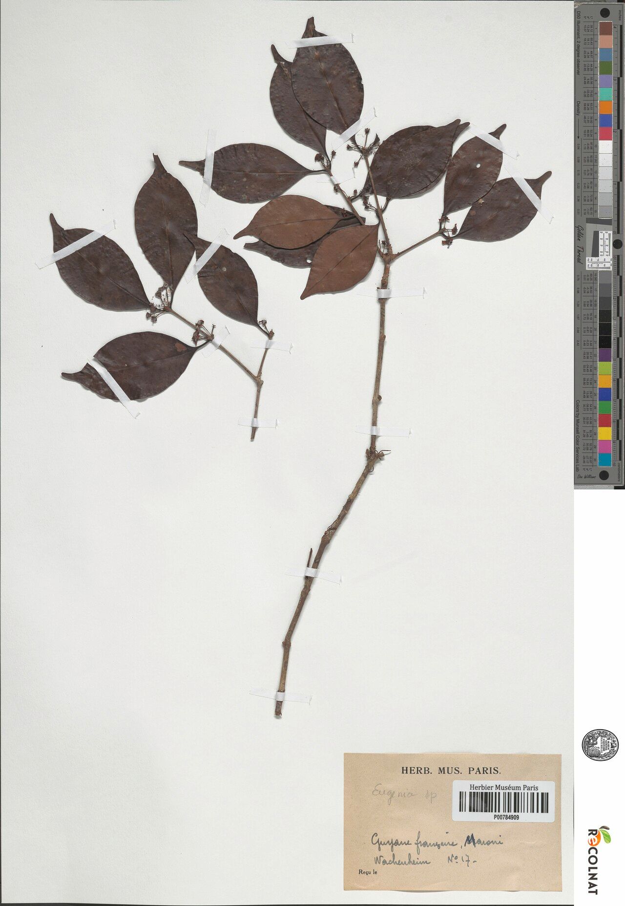 Eugenia protenta leaf