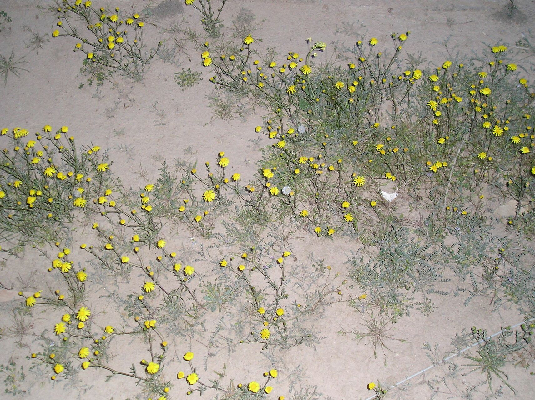 Launaea mucronata flower