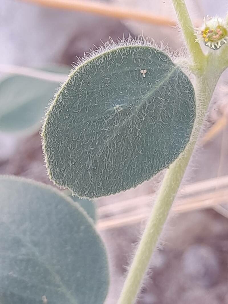 Euphorbia petiolata leaf