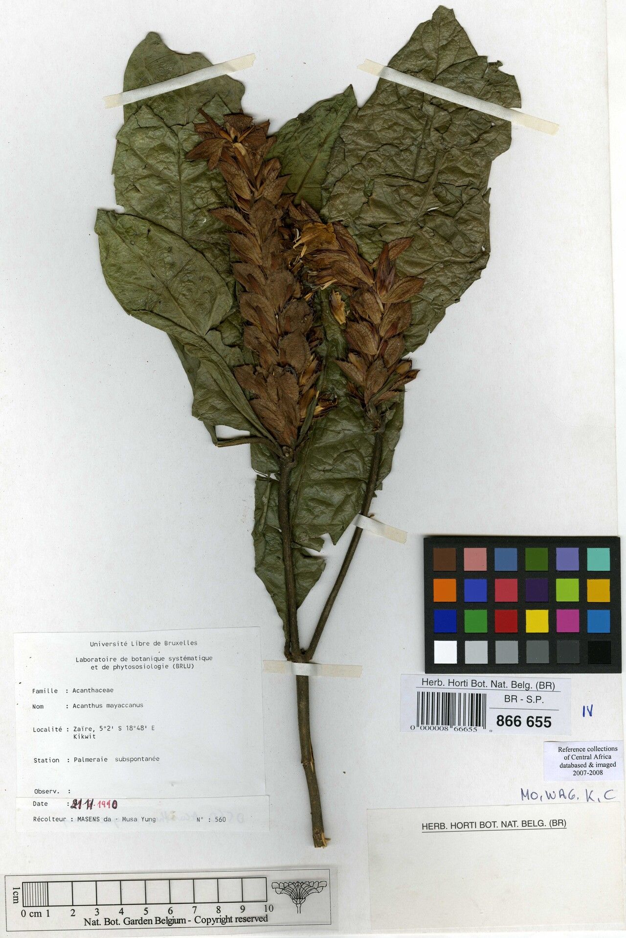 Acanthus mayaccanus — search result for 'Acanthus'