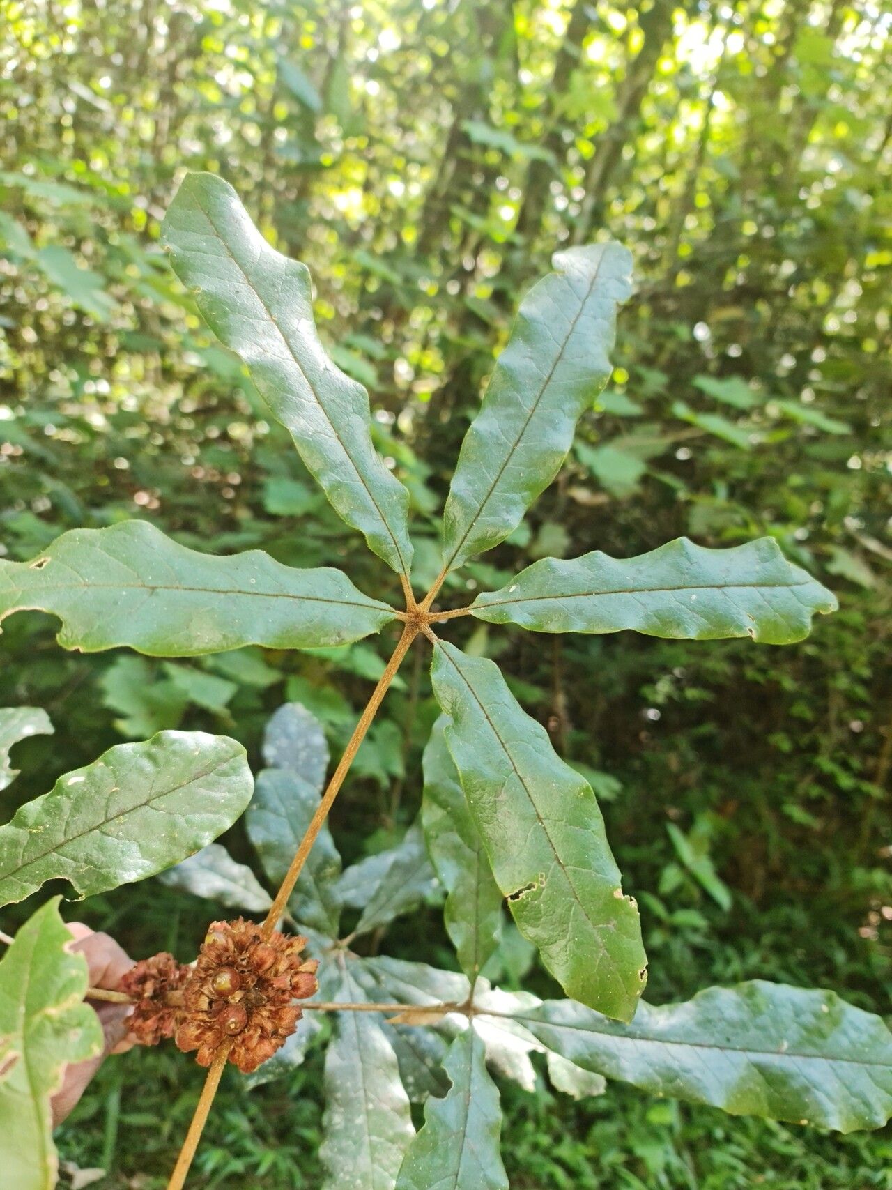 Vitex coursii — houseplant care guide