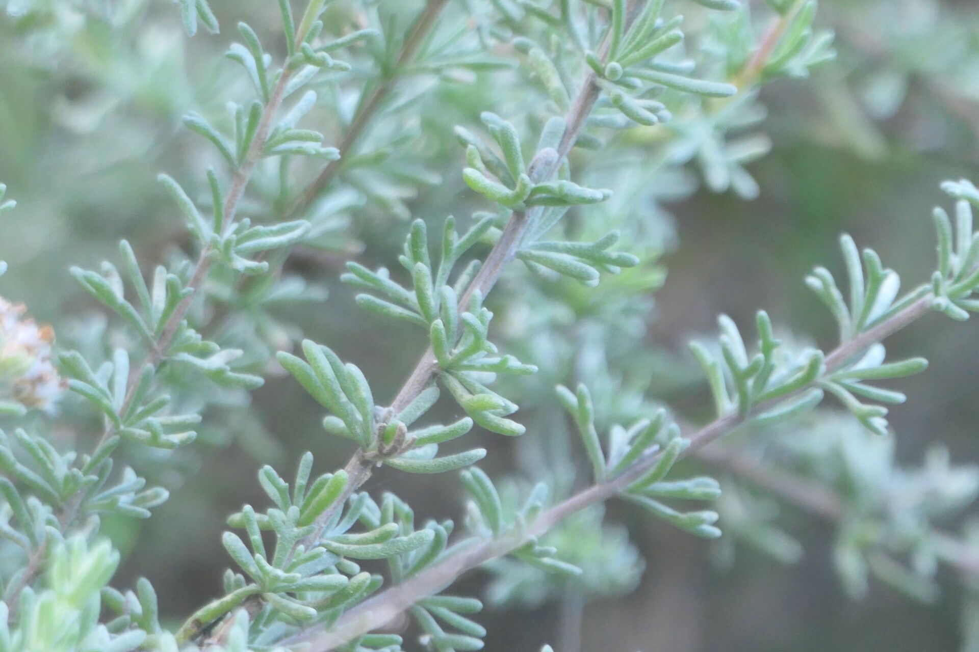Eriocephalus africanus leaf