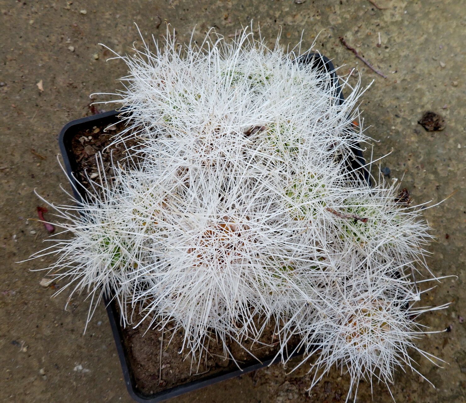 Cochemiea setispina habit