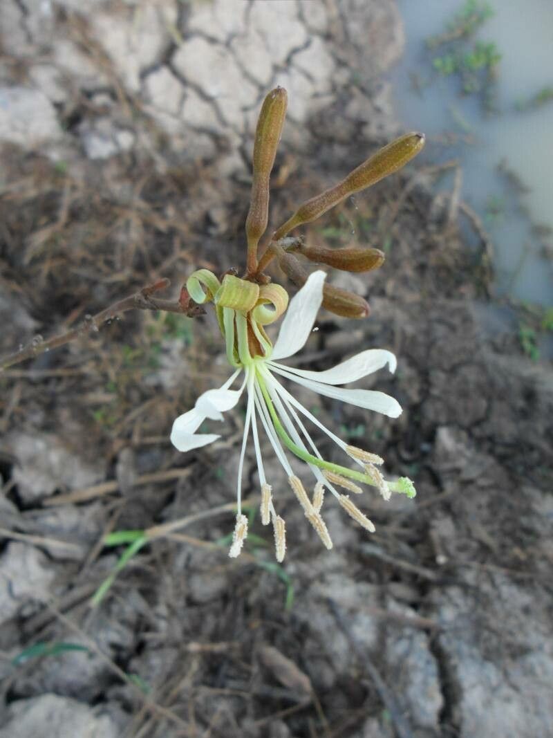 Bauhinia rufa flower
