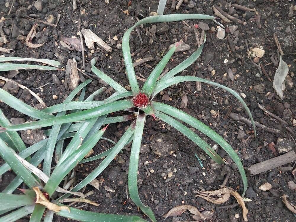 Nidularium angustifolium — related species from the same genus