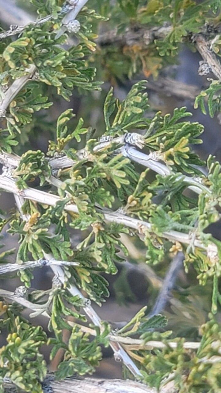 Fallugia paradoxa — houseplant care guide