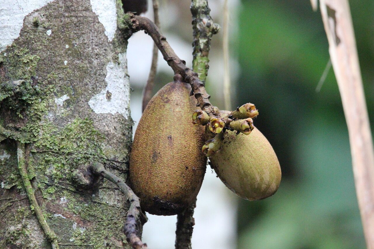 Theobroma speciosum fruit