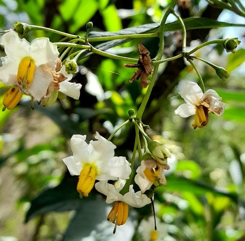 Solanum aligerum flower