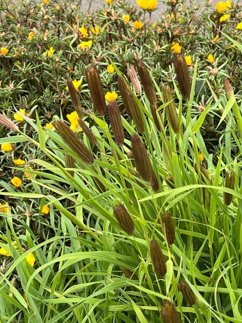 Chloris virgata fruit