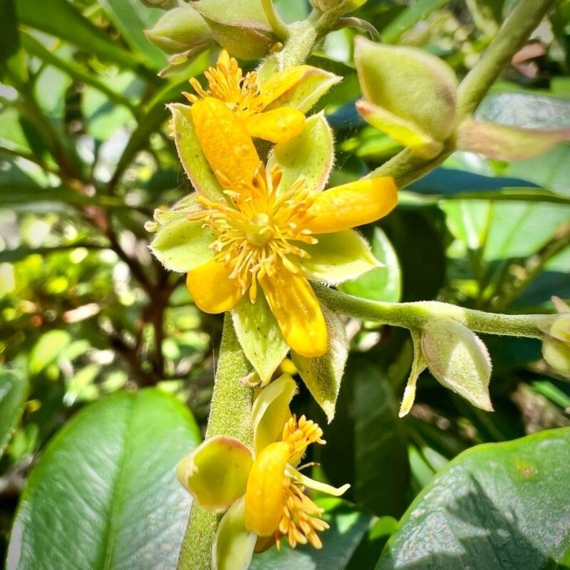 Hibbertia patula flower