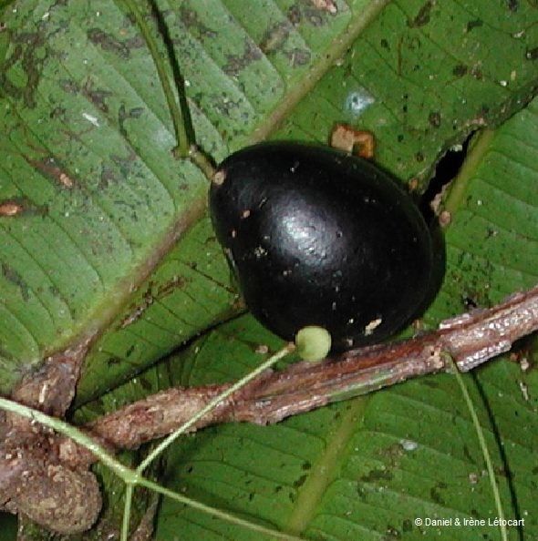Syzygium ramilepis fruit