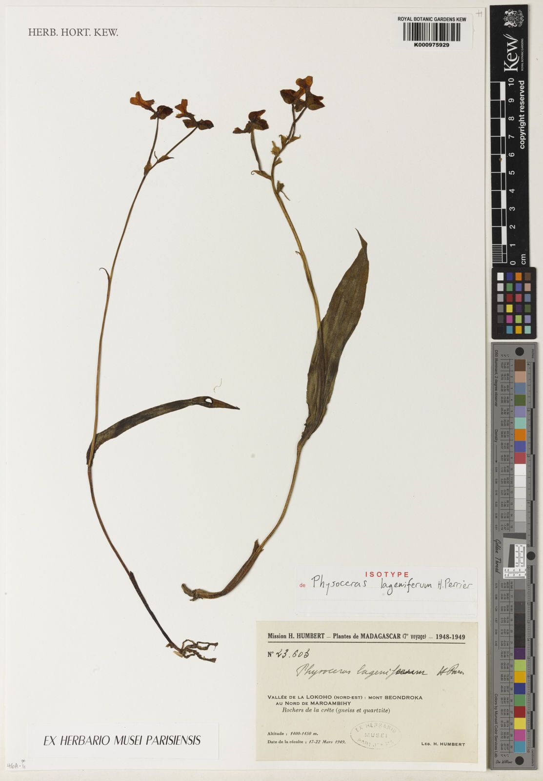 Cynorkis lagenifera — houseplant care guide