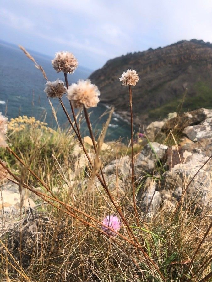 Armeria euscadiensis habit