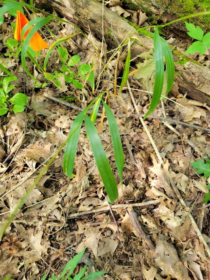 Elymus hystrix leaf