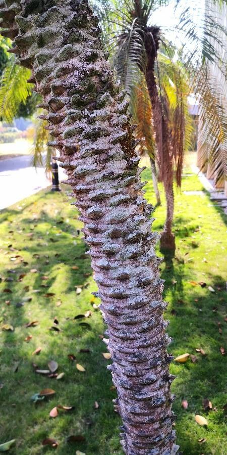 Phoenix loureiroi bark