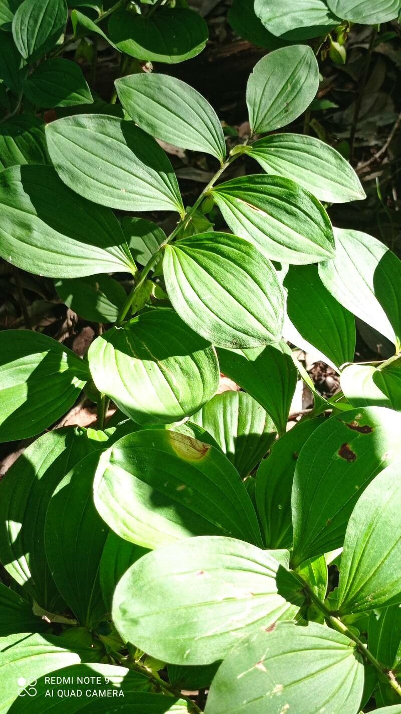 Polygonatum cryptanthum