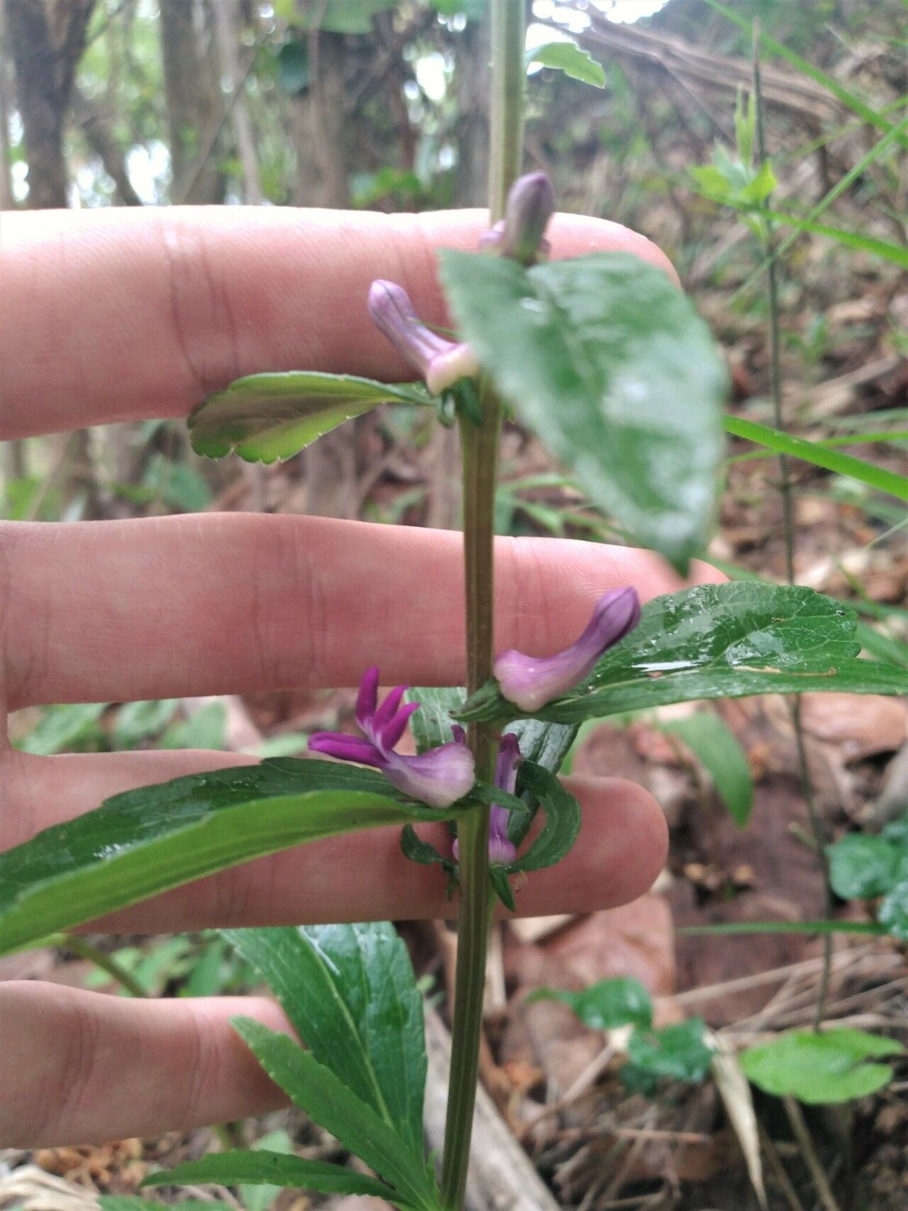 Cyphia erecta — related species from the same genus