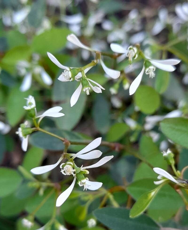 Euphorbia leucocephala flower