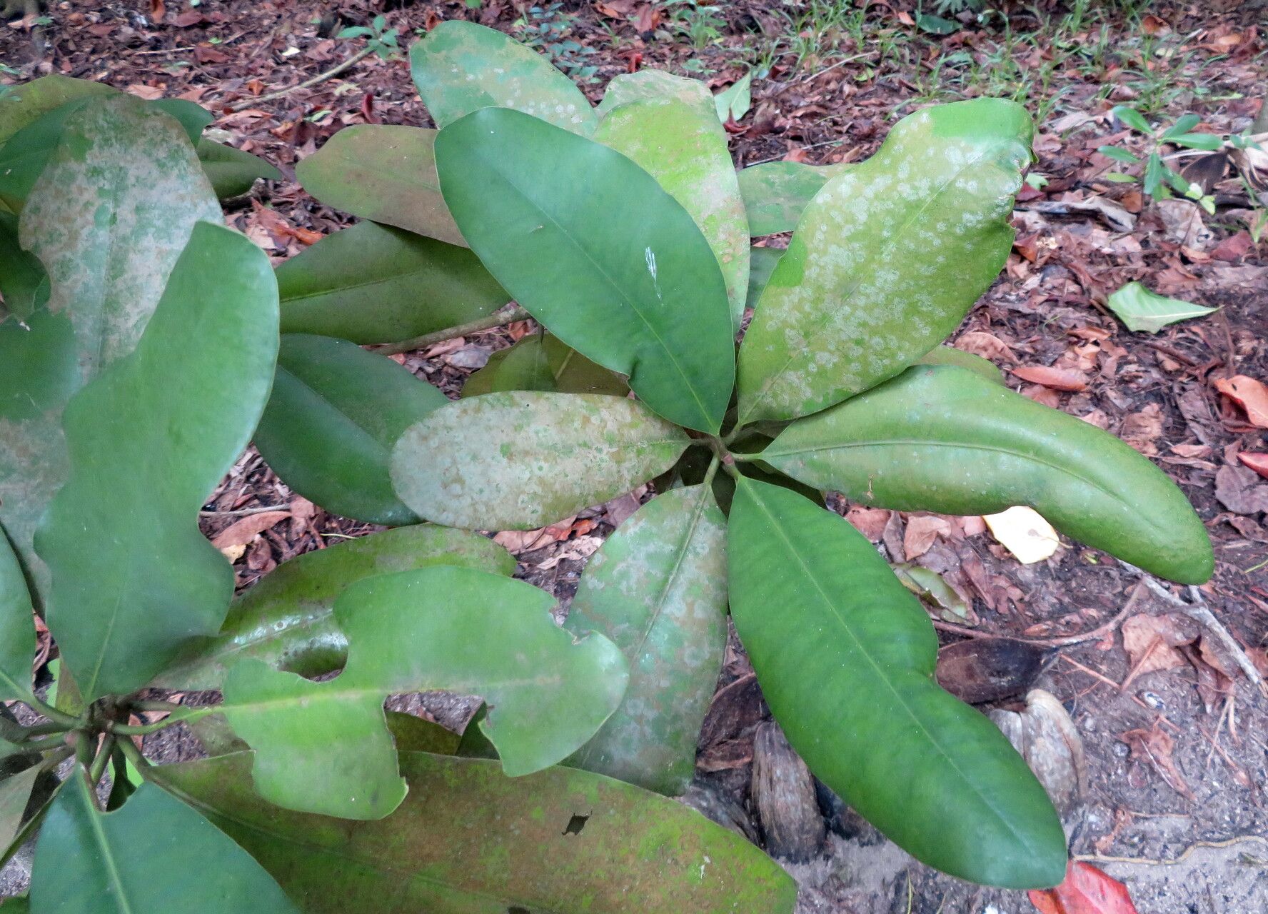 Mimusops sechellarum — houseplant care guide