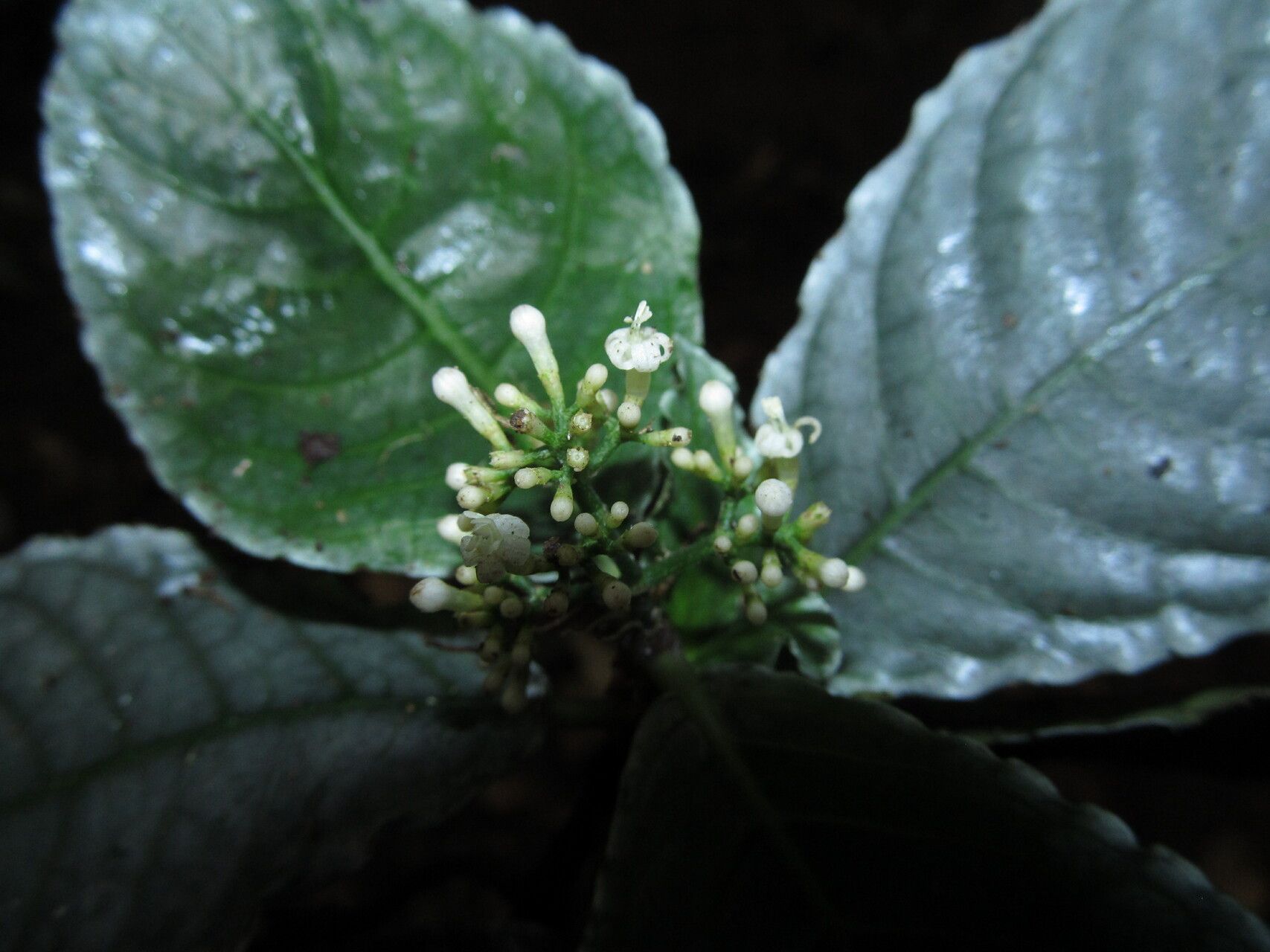 Psychotria verschuerenii flower