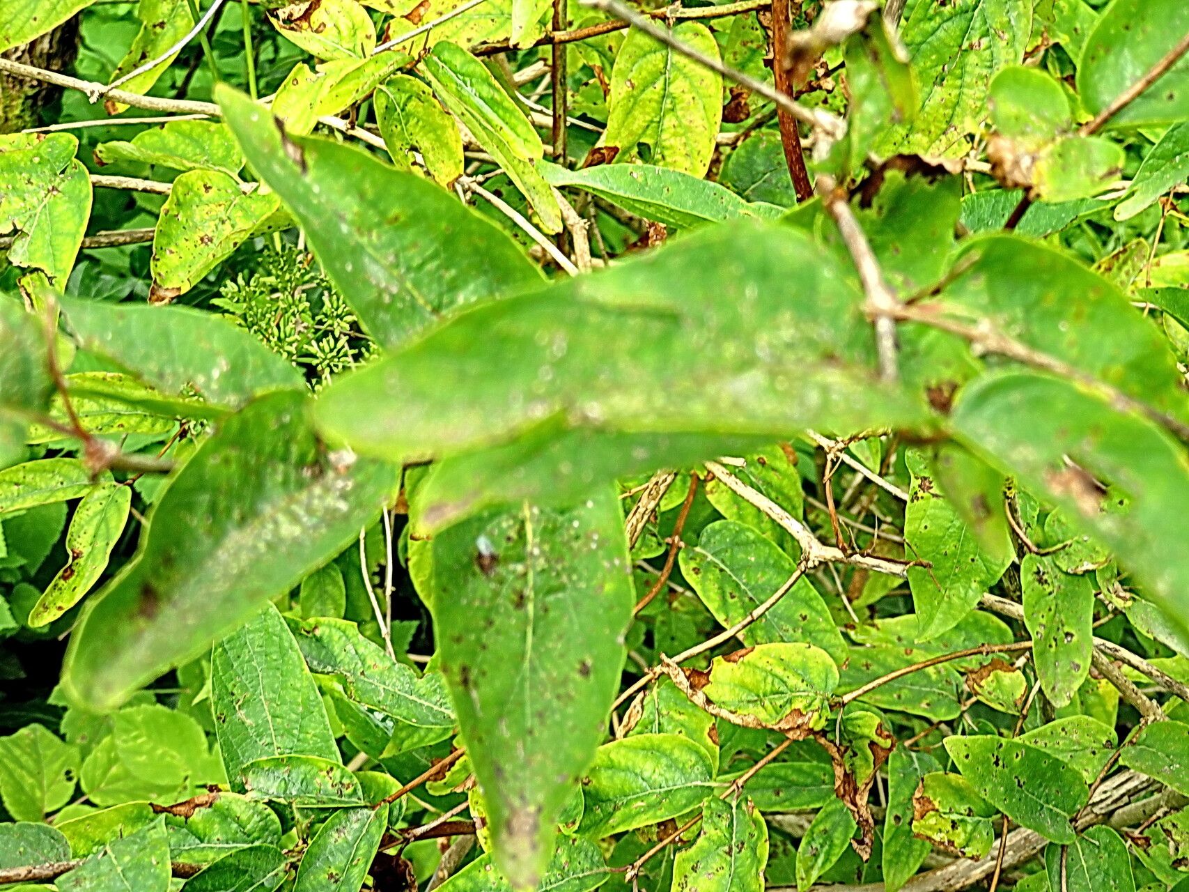Lonicera myrtilloides — search result for 'Lonicera'