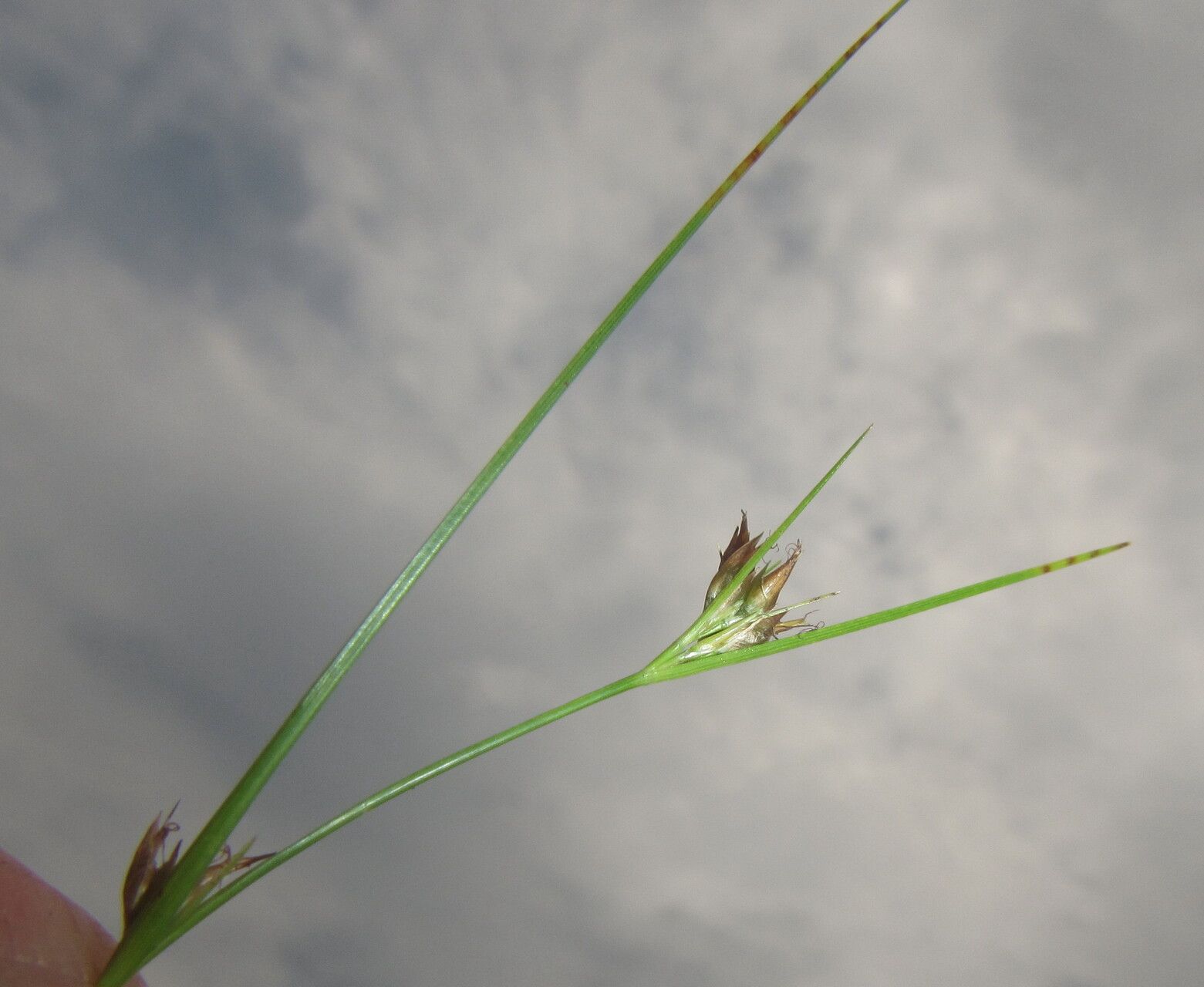 Rhynchospora perrieri fruit