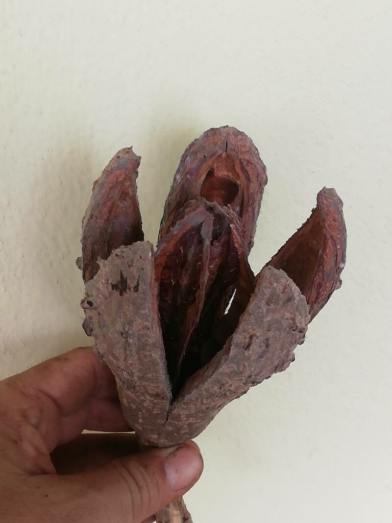 Cedrela salvadorensis fruit