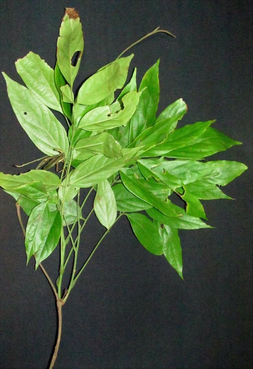 Rourea latifoliolata other