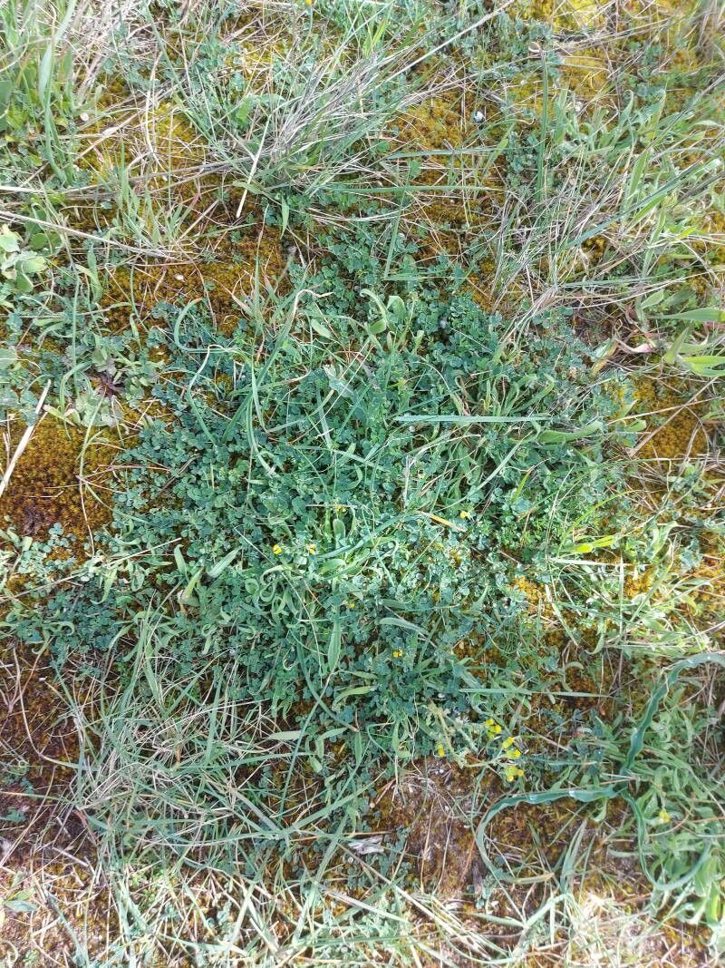 Medicago tornata — search result for 'Medicago'