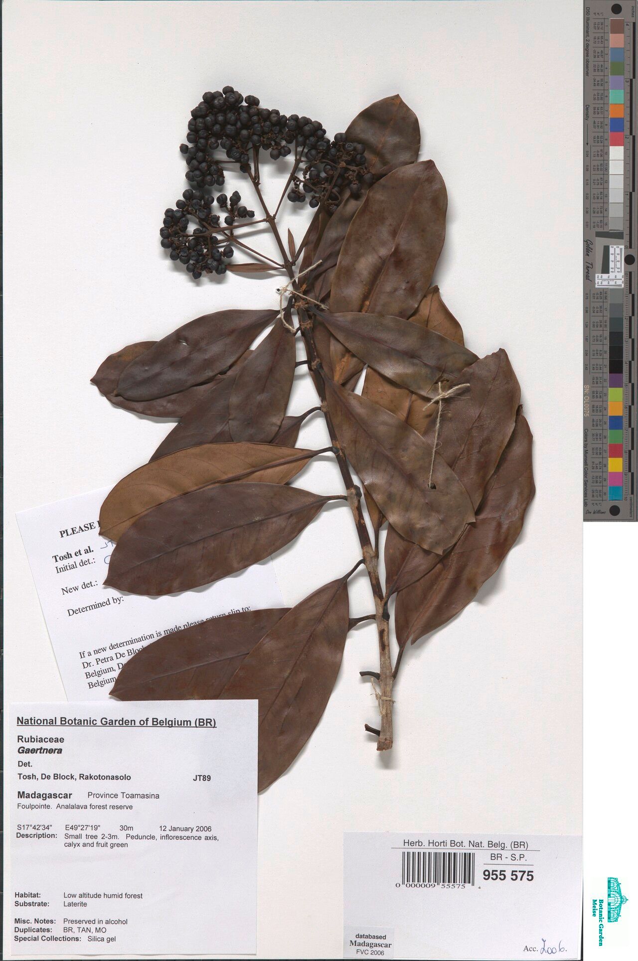 Gaertnera xerophila — houseplant care guide