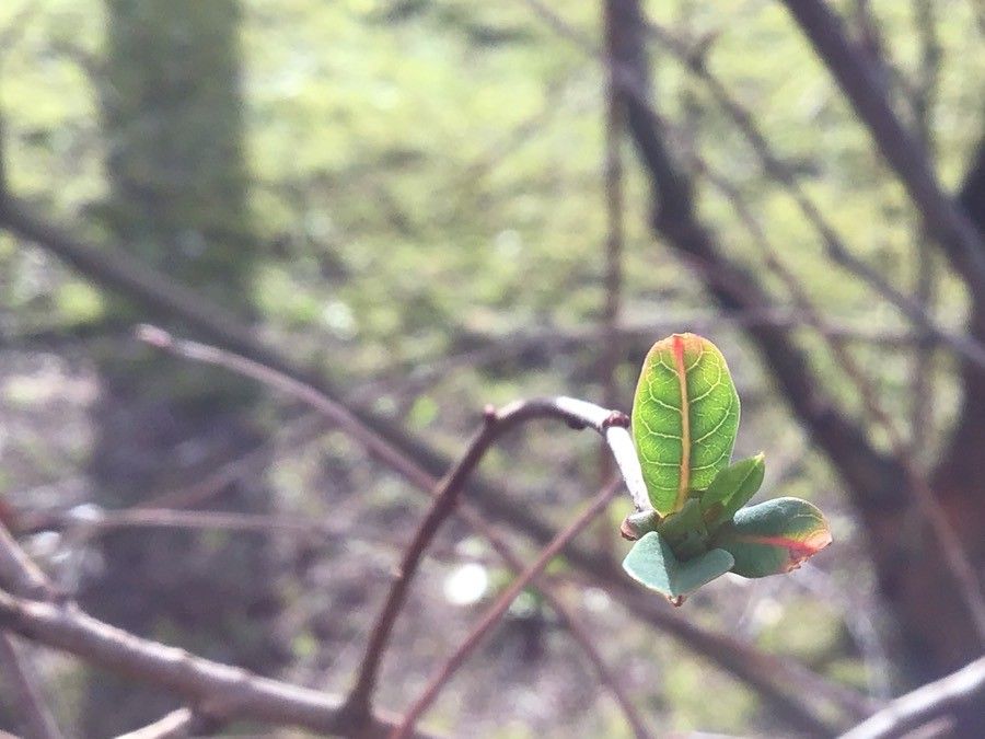 Exochorda × macrantha leaf