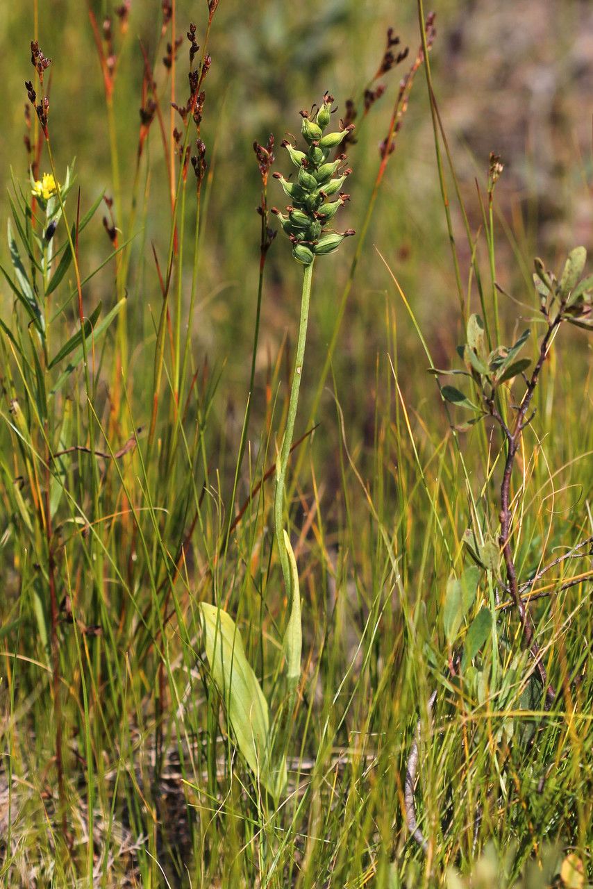 Platanthera clavellata habit