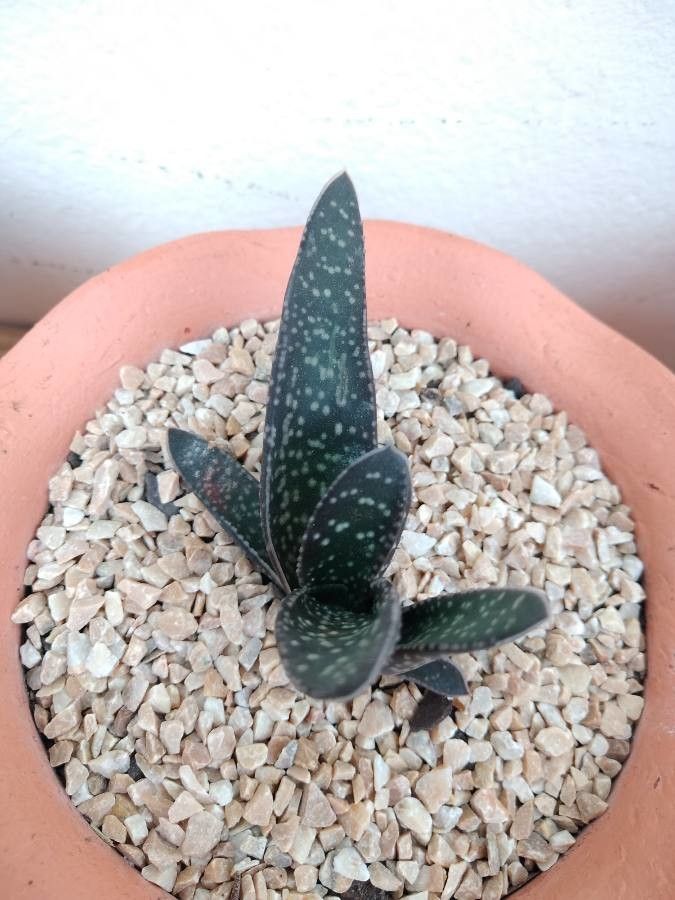 Gasteria disticha bark