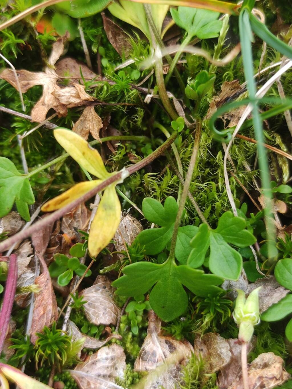 Ranunculus pygmaeus leaf