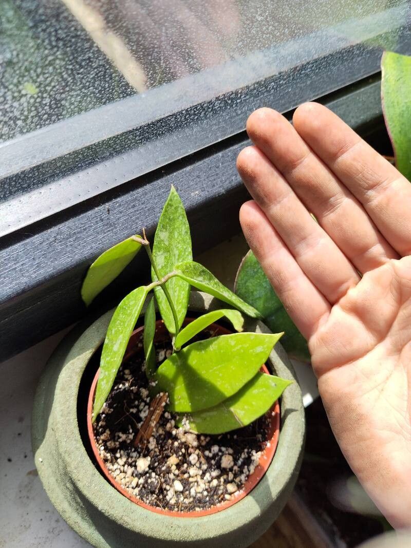 Hoya gracilis — search result for 'Hoya'