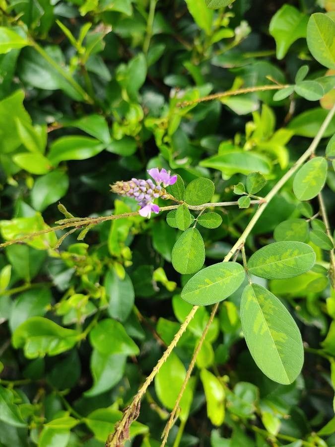 Desmodium heterocarpon flower