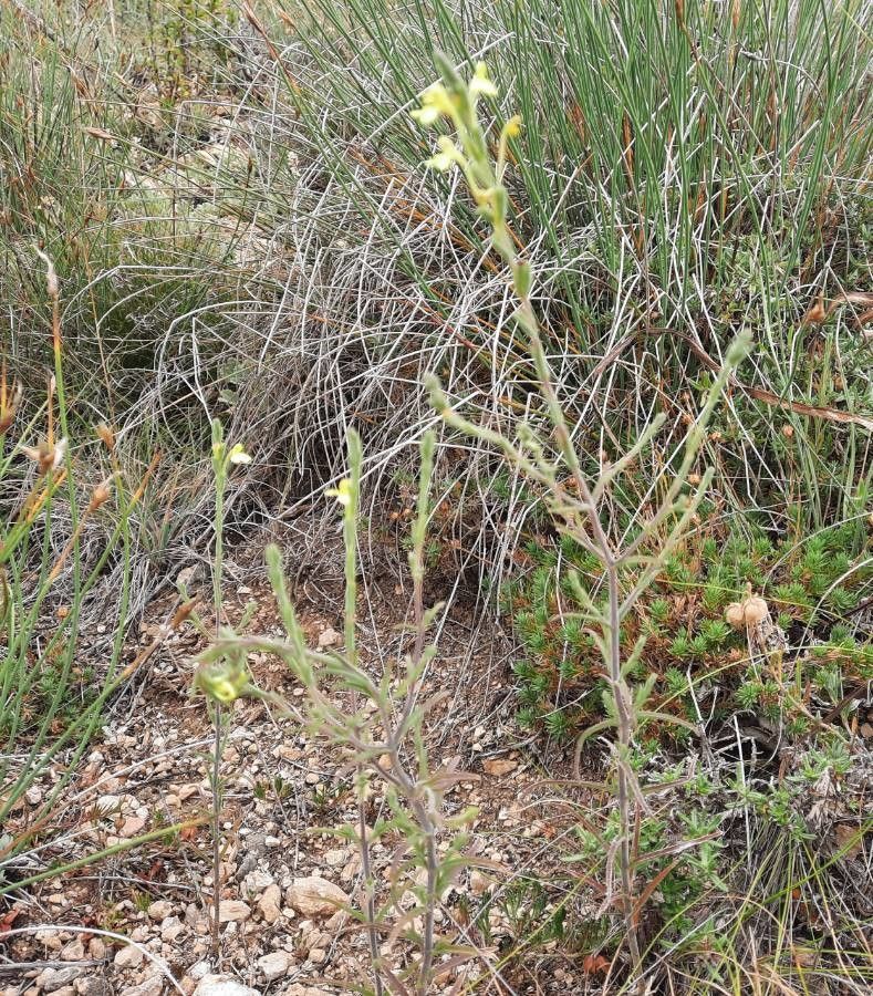 Odontites longiflorus habit