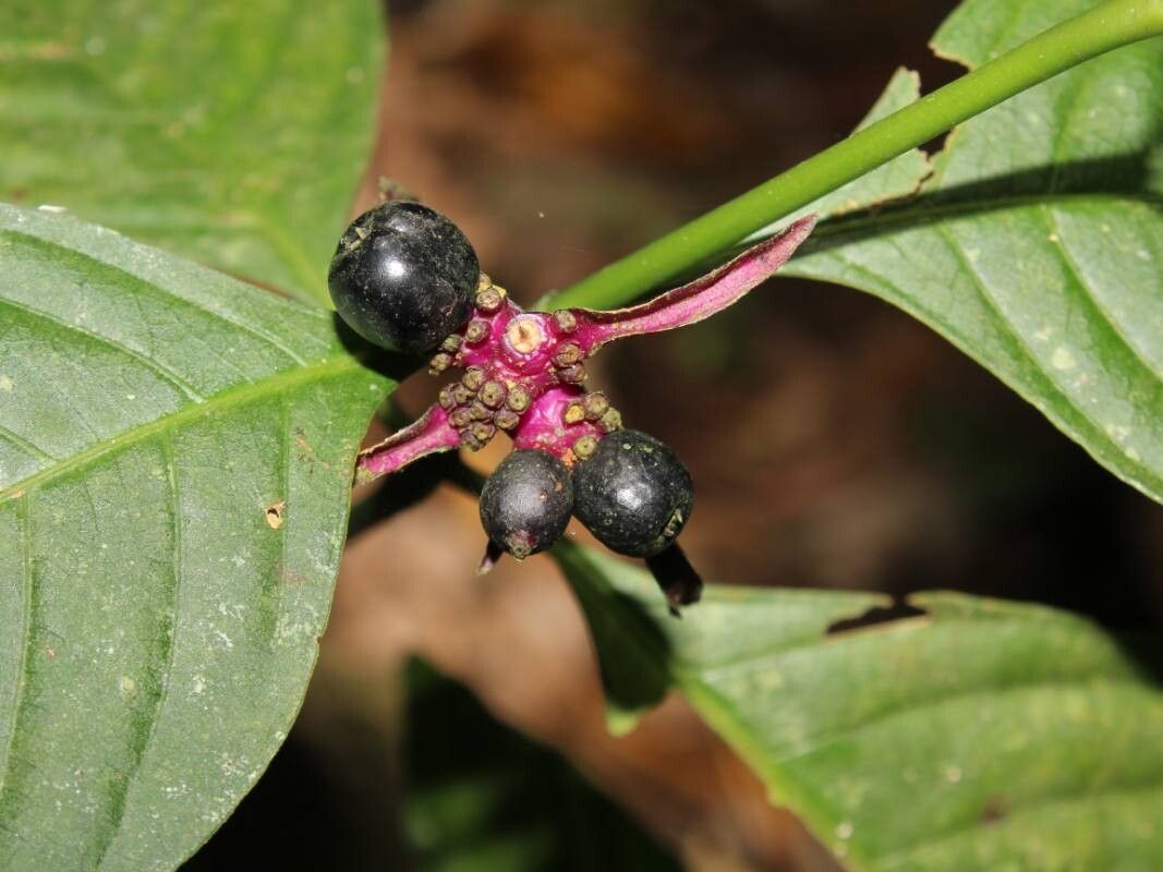 Palicourea longiinvolucrata fruit