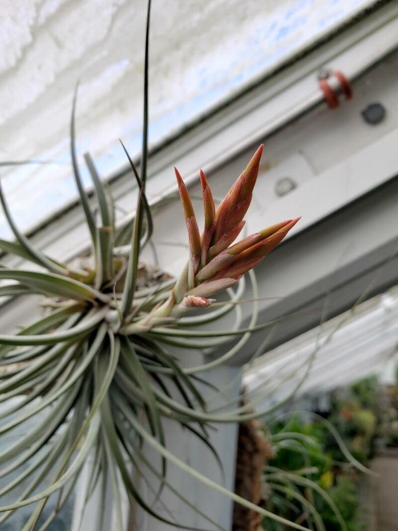 Tillandsia vernicosa flower