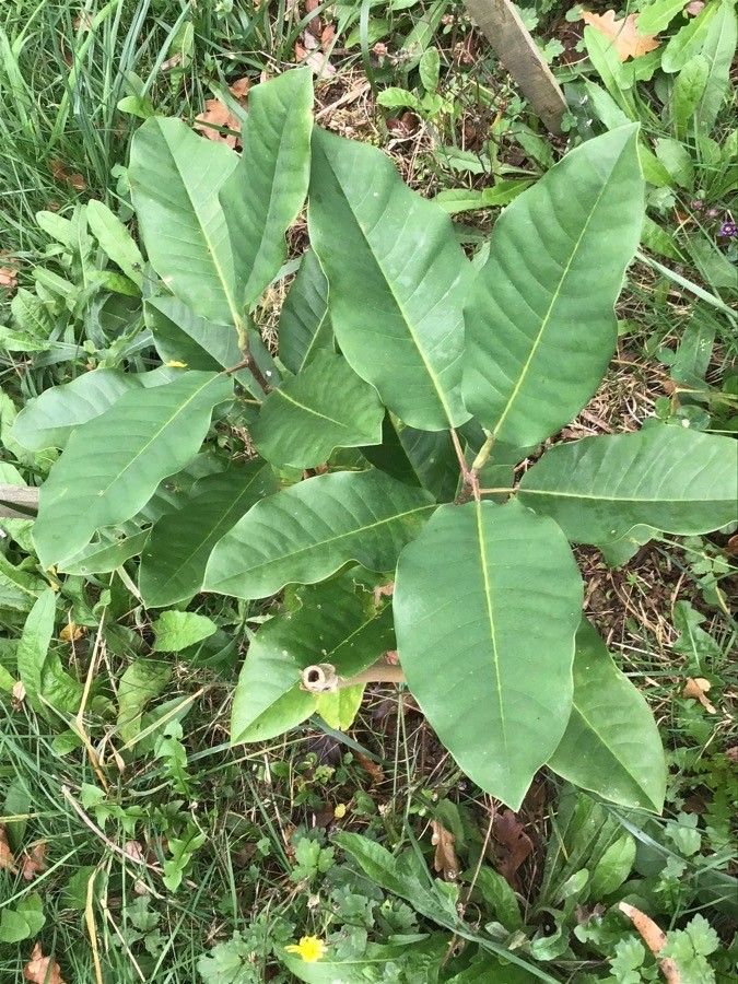 Magnolia officinalis — search result for 'Magnolia'