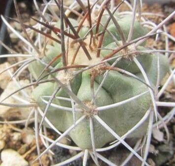 Copiapoa pendulina — houseplant care guide