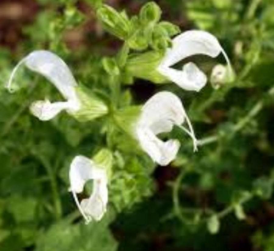 Salvia gariepensis — houseplant care guide