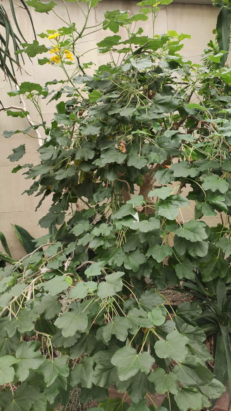 Uncarina peltata habit