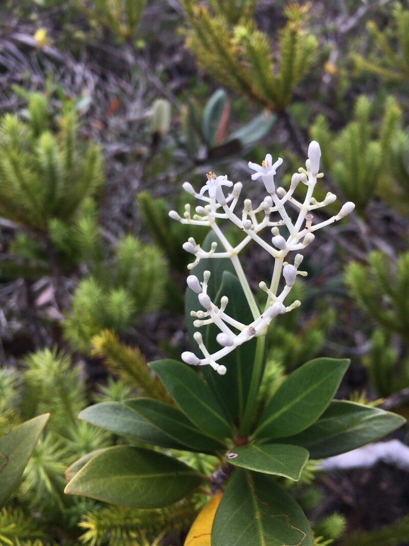 Psychotria rupicola flower