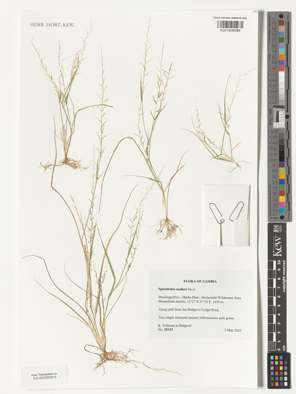 Sporobolus molleri — houseplant care guide