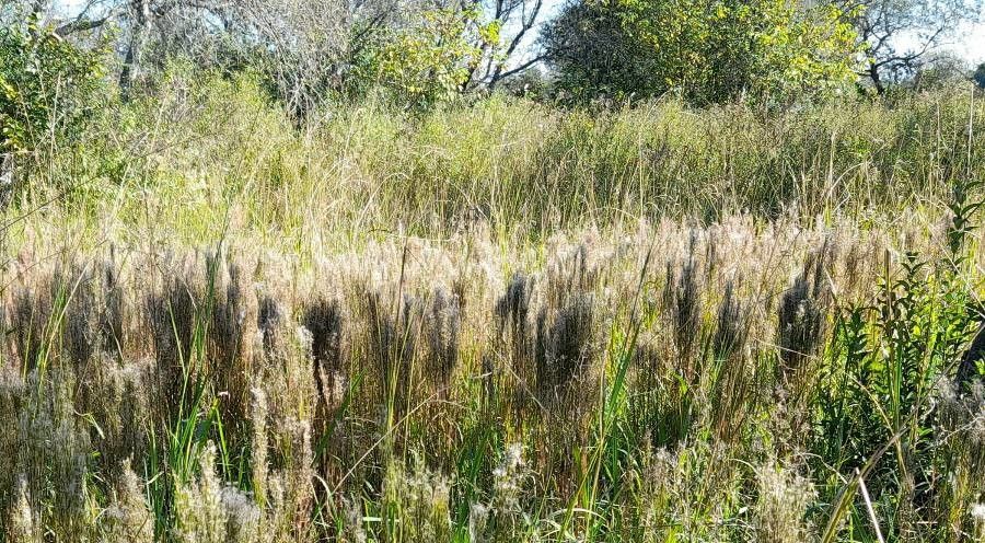 Andropogon microstachys other