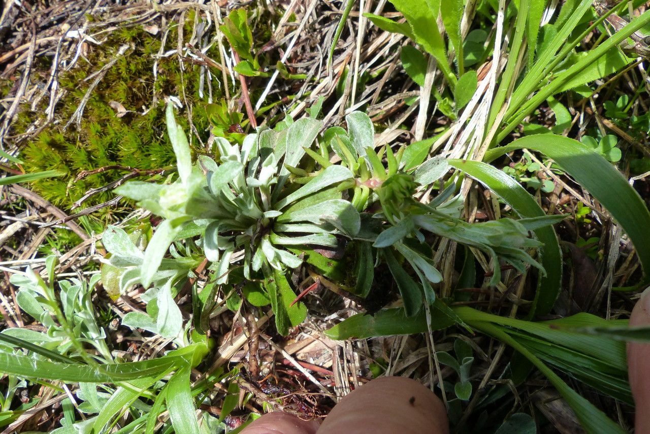 Gnaphalium supinum flower